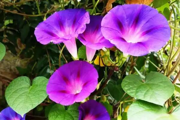 牵牛花有哪些颜色，有红色、紫色、粉色等