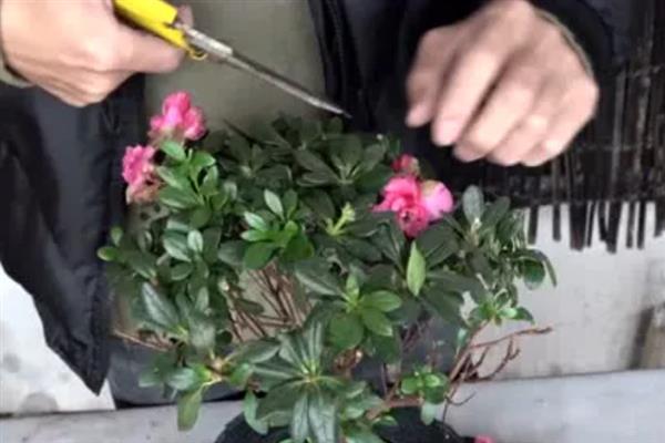 杜鹃花怎么修剪，小苗期以摘心为主