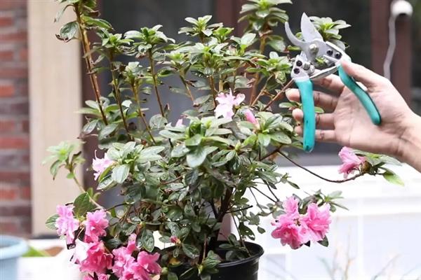 杜鹃花怎么修剪，小苗期以摘心为主