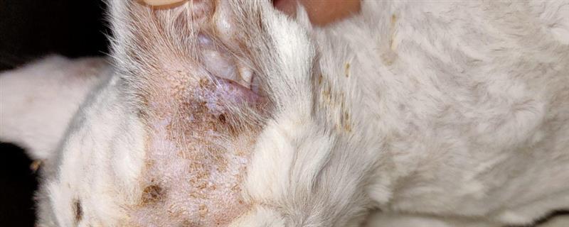 疥螨病的症状，患病犬、猫不断啃咬和摩擦患部