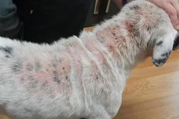 疥螨病的症状，患病犬、猫不断啃咬和摩擦患部