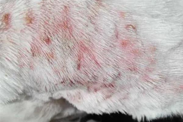 疥螨病的症状，患病犬、猫不断啃咬和摩擦患部