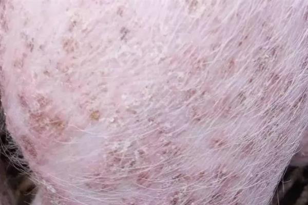 疥螨病的症状，患病犬、猫不断啃咬和摩擦患部