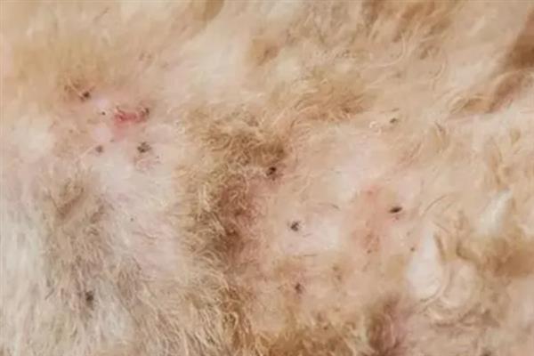 疥螨病的症状，患病犬、猫不断啃咬和摩擦患部