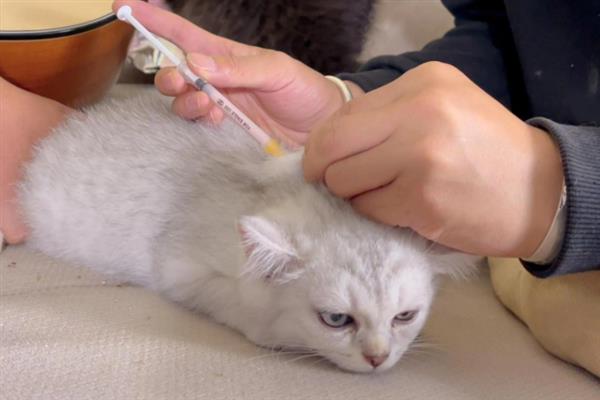 疥螨病的症状，患病犬、猫不断啃咬和摩擦患部