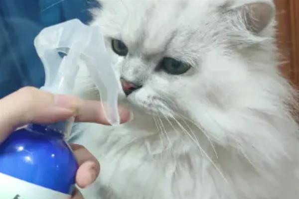 疥螨病的症状，患病犬、猫不断啃咬和摩擦患部