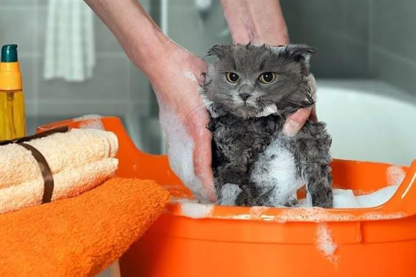 疥螨病的症状，患病犬、猫不断啃咬和摩擦患部