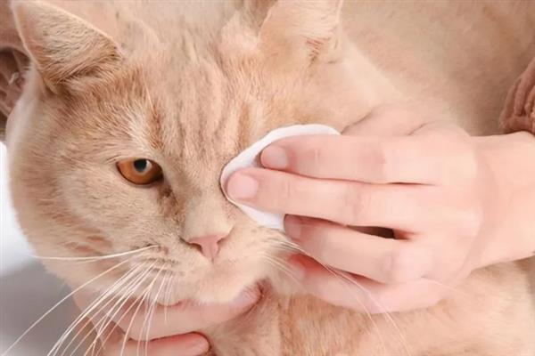 疥螨病的症状，患病犬、猫不断啃咬和摩擦患部