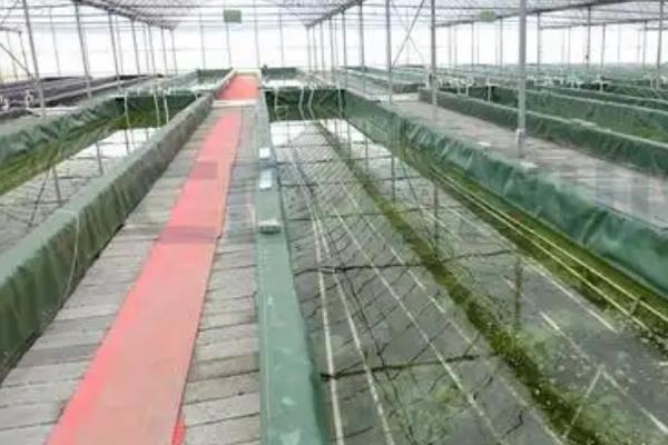 室内养殖小龙虾的技术，通常每天需要喂料三次左右