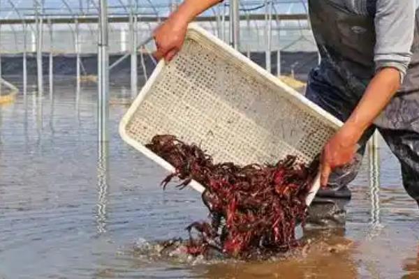 室内养殖小龙虾的技术，通常每天需要喂料三次左右