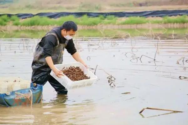室内养殖小龙虾的技术，通常每天需要喂料三次左右