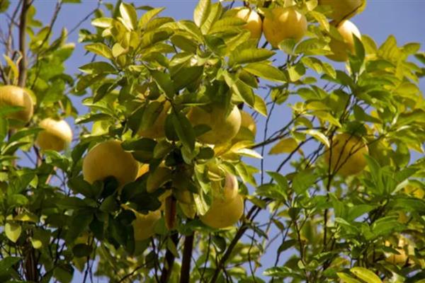 柚子变苦的原因，一般是品种差、生物苷含量多等因素导致