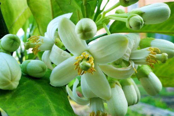 柚子变苦的原因，一般是品种差、生物苷含量多等因素导致