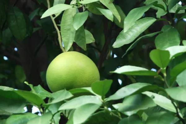 柚子变苦的原因，一般是品种差、生物苷含量多等因素导致