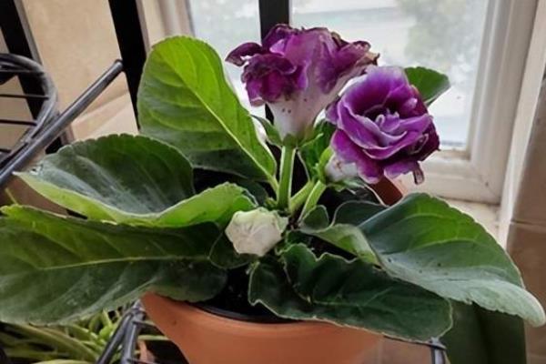 大岩桐花苞枯萎怎么处理，可喷水增湿