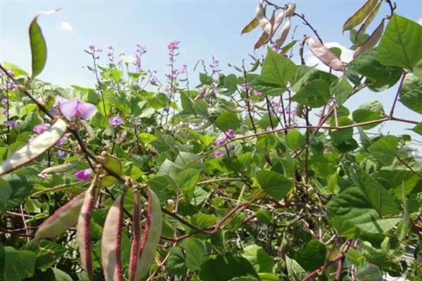 扁豆怎么种植，生长旺季追施2-3次复合肥