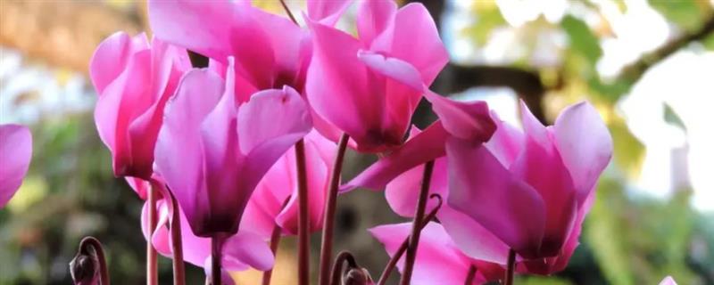 仙客来花怎么养，盛夏季节为植株做好遮阴