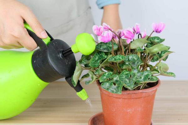 仙客来花怎么养，盛夏季节为植株做好遮阴