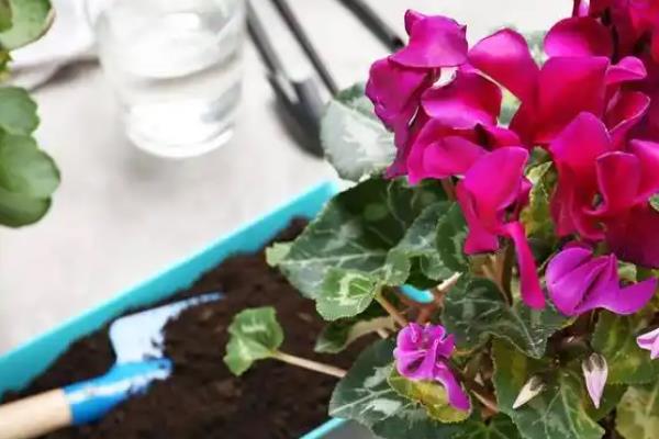仙客来花怎么养，盛夏季节为植株做好遮阴