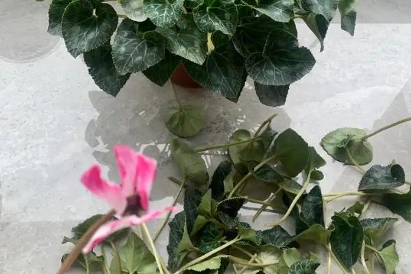 仙客来花怎么养，盛夏季节为植株做好遮阴