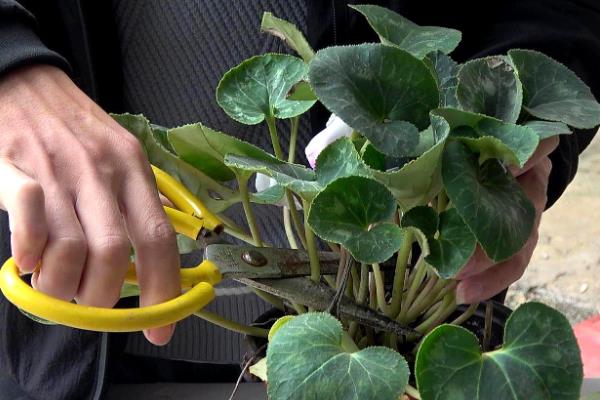 仙客来花怎么养，盛夏季节为植株做好遮阴