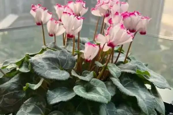 仙客来花怎么养，盛夏季节为植株做好遮阴