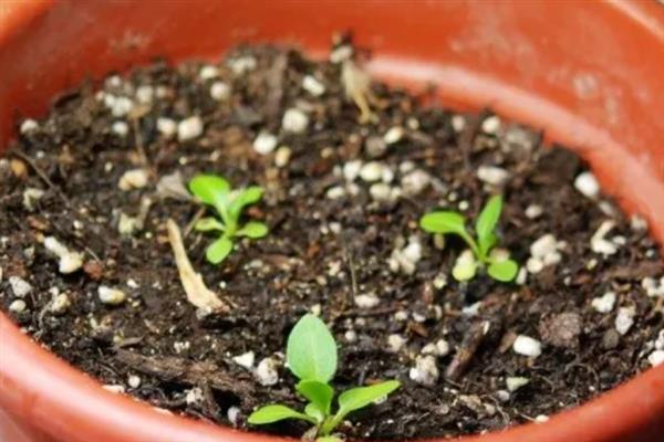 蓝目菊能否养在家中，在家养护可以美化环境、净化空气