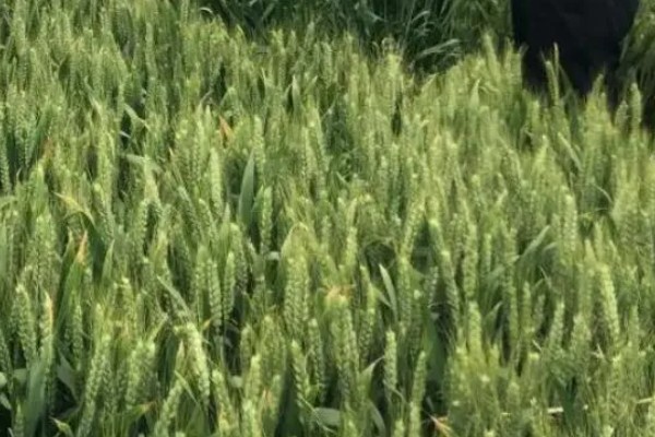 济麦262的特征特性,熟相中等较抗倒伏