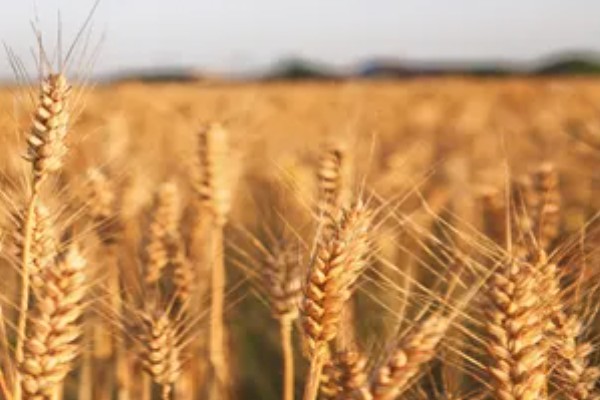 济麦262的特征特性,熟相中等较抗倒伏