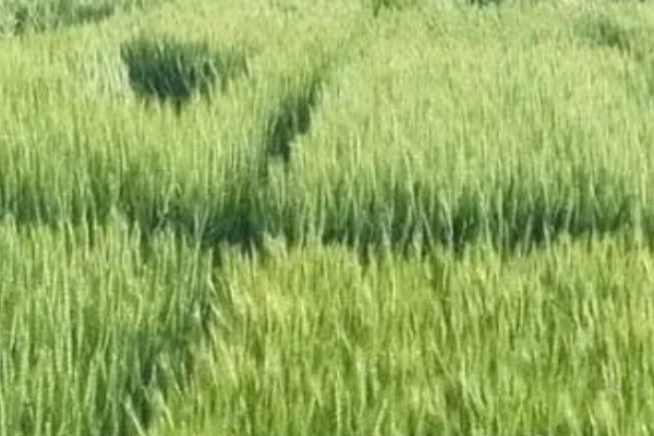 济麦262的特征特性,熟相中等较抗倒伏