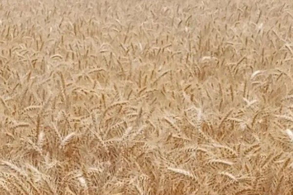 济麦262的特征特性,熟相中等较抗倒伏