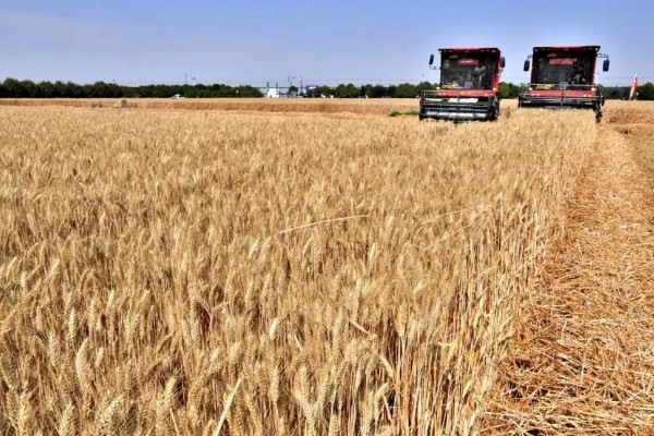 济麦262的特征特性,熟相中等较抗倒伏