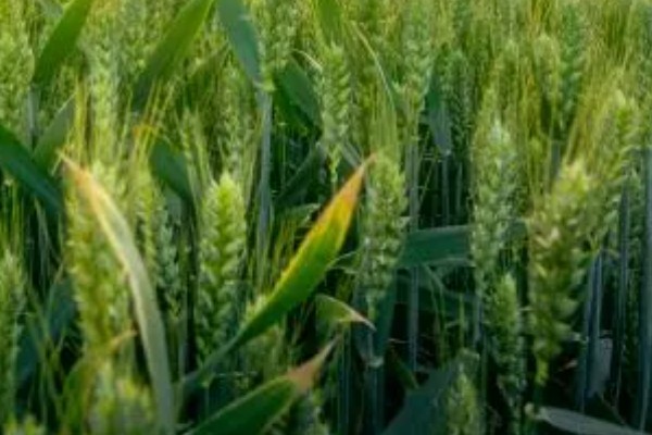 济麦262的特征特性,熟相中等较抗倒伏