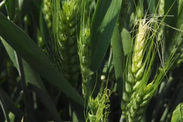 济麦262的特征特性,熟相中等较抗倒伏