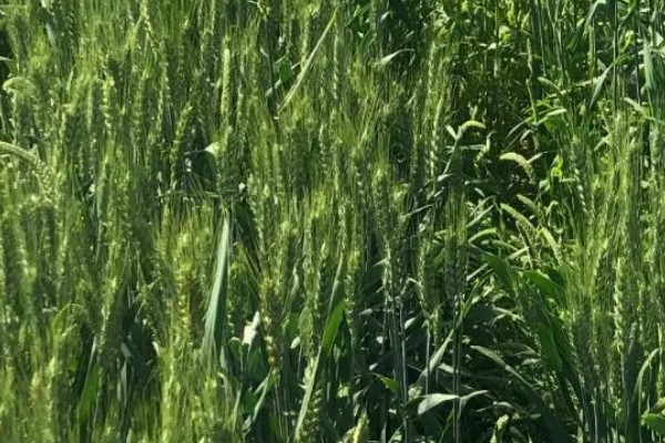 济麦262的特征特性,熟相中等较抗倒伏