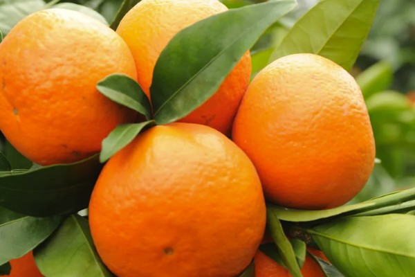 沃柑有什么特点，单果重为130克左右