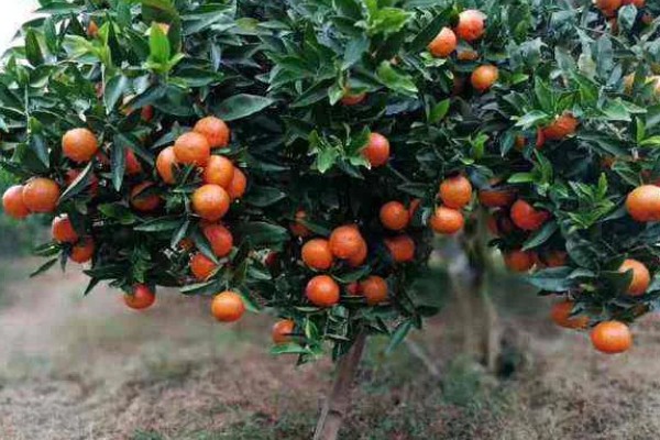 沃柑有什么特点，单果重为130克左右