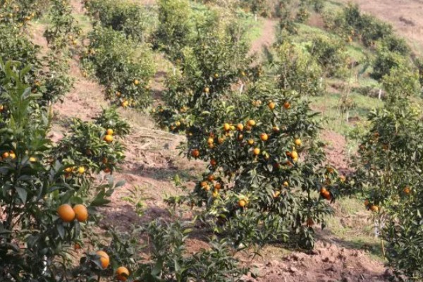 沃柑有什么特点，单果重为130克左右