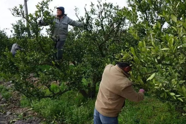 沃柑有什么特点，单果重为130克左右