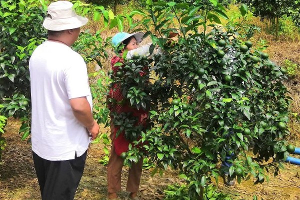 沃柑有什么特点，单果重为130克左右