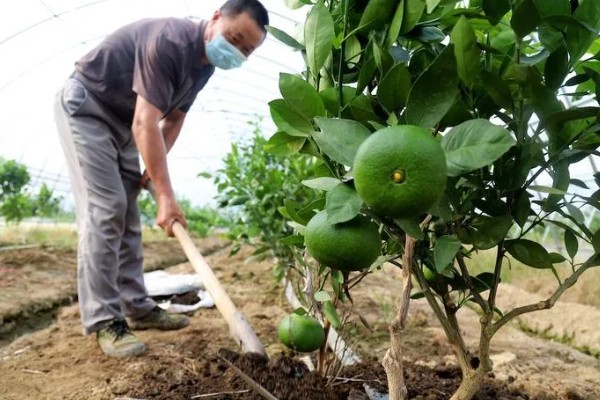 沃柑有什么特点，单果重为130克左右