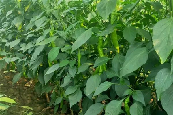 辣椒病害怎么防治，防治疫病可喷施百菌清等药物