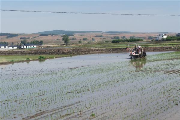 水稻的种植技术，晒种过程中要翻倒多次