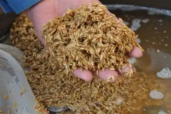 水稻的种植技术，晒种过程中要翻倒多次