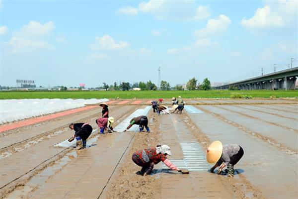 水稻的种植技术，晒种过程中要翻倒多次