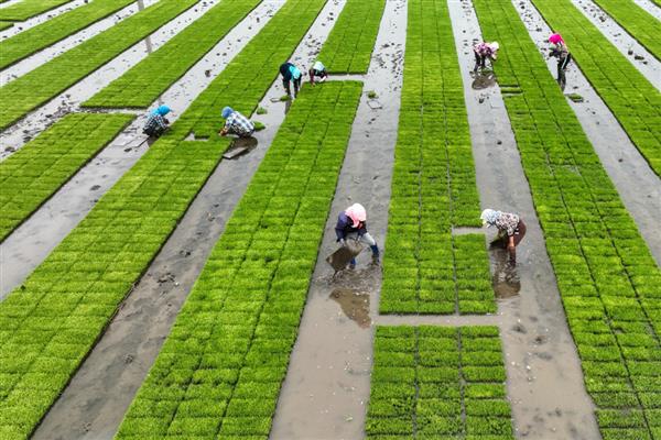 水稻的种植技术，晒种过程中要翻倒多次