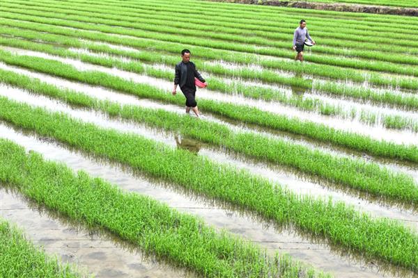 水稻的种植技术，晒种过程中要翻倒多次