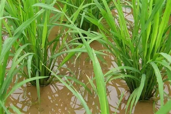 水稻的种植技术，晒种过程中要翻倒多次