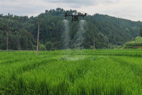 水稻的种植技术，晒种过程中要翻倒多次