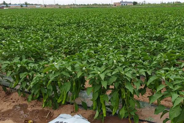 辣椒病害怎么防治，防治疫病可喷施百菌清等药物